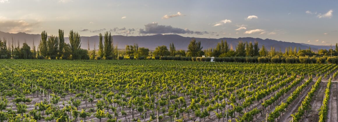 Valles del vino (Maipo, Colchagua, Maule): bodegas boutique, cepas patrimoniales y enoturismo