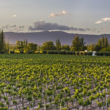Valles del vino (Maipo, Colchagua, Maule): bodegas boutique, cepas patrimoniales y enoturismo