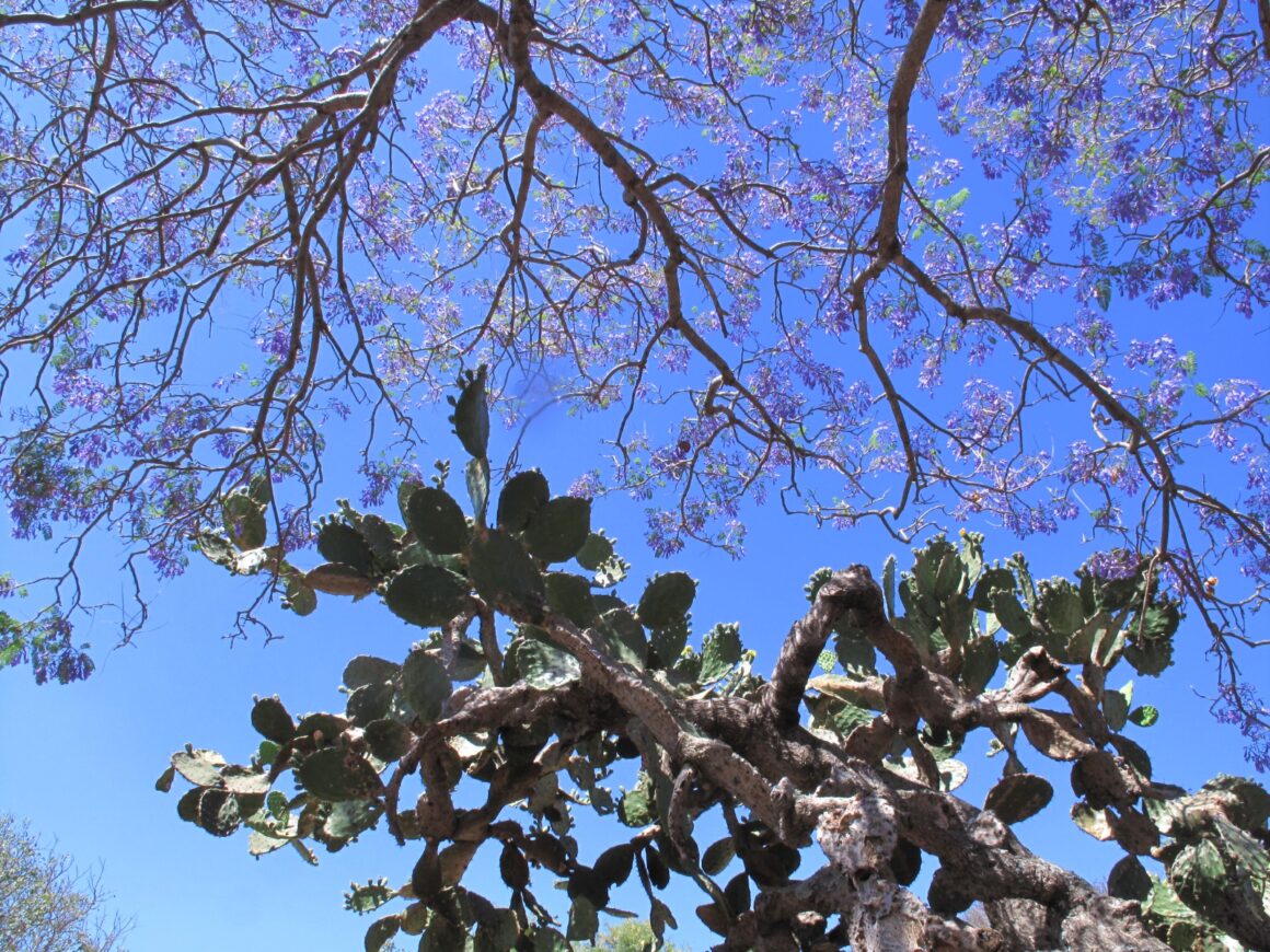 Ante la ansiedad por nuestra tierra, el acompañamiento colectivo como remedio