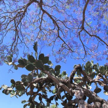 Ante la ansiedad por nuestra tierra, el acompañamiento colectivo como remedio